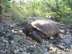 Desert Tortoise