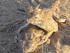 Flat-tailed horned lizard